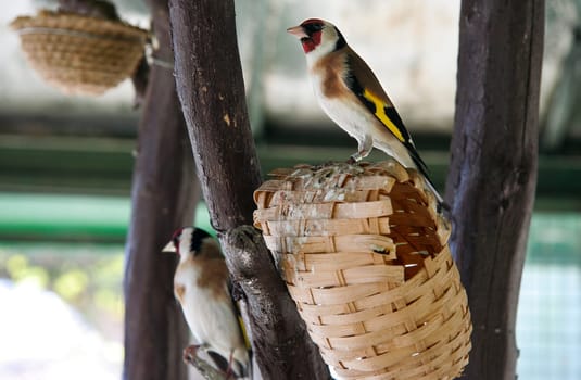 Goldfinchs perched on an artificial nest