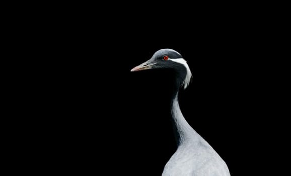demoiselle crane isolated over black background