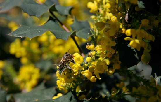 Bee collecting honey yellow flowers