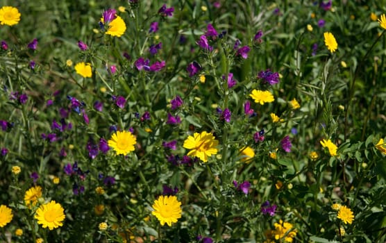 Background of violet and yellow wild flowers, Caceres, Spain
