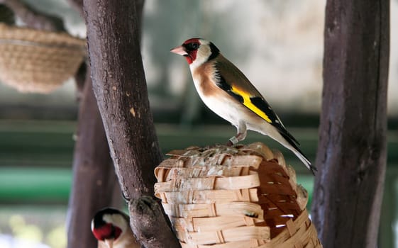 Goldfinchs perched on an artificial nest