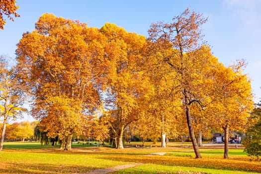 Colorful autumn landscape - vibrant trees in park, blue sky