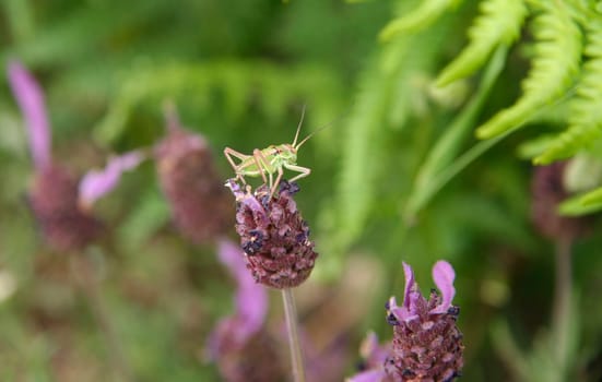 Little green grasshopper over  lavender flower in the forest, Caceres, Spain