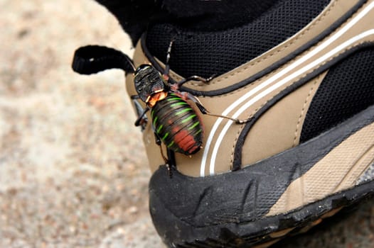 One big bug on my hiking boots. Closeup shot.