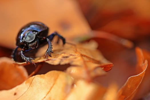 Portrait of a forest manure beetle (Anoplotrupes stercorosus) in autumn foliage
