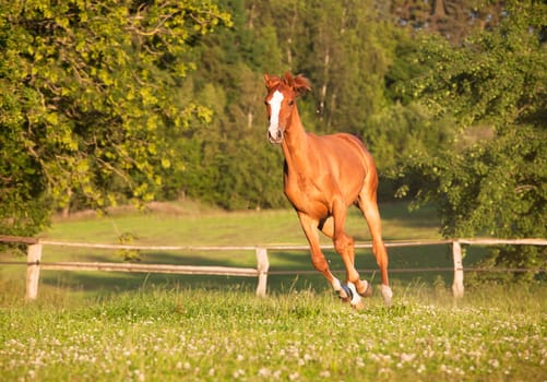 a young Holsteiner fox mare runs free on a pasture