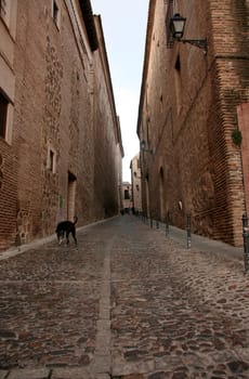 Dog at narrow streets in the Old City of Toledo, Spain