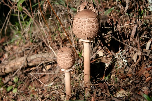 Close young parasol mushroom or macrolepiota procera, Extremadura, Spain