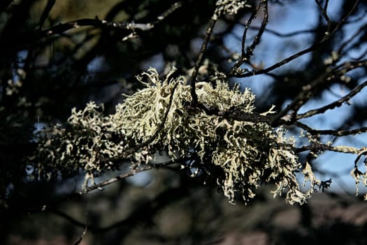 holm oak branch  covered with hanging lichen. Extremadura, Spain