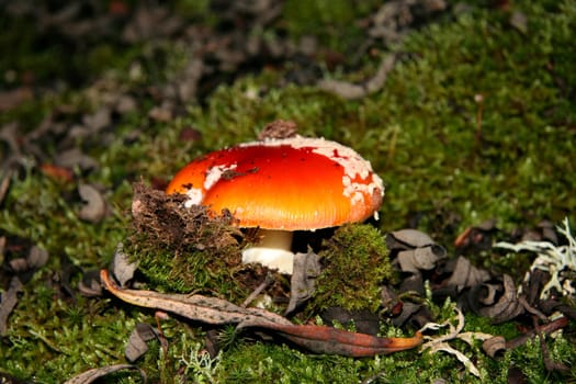 Young red agaric mushroom or amanita muscaria sprouting under the forest lichen and moss, Extremadura, Spain