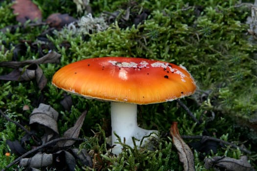 Young red agaric mushroom or amanita muscaria sprouting under the forest lichen and moss, Extremadura, Spain