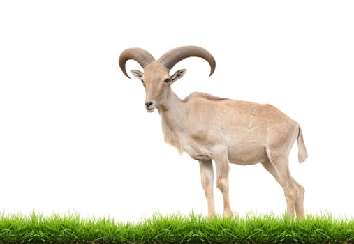 female barbary sheep isolated on white background