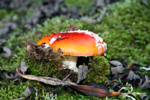 Young red agaric mushroom or amanita muscaria sprouting under the forest lichen and moss, Extremadura, Spain