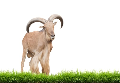 male barbary sheep isolated on white background