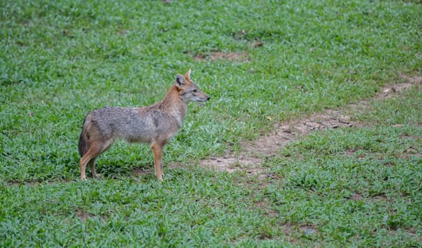 Brown or Golden or Asiatic jackal ( Canis aureus )
