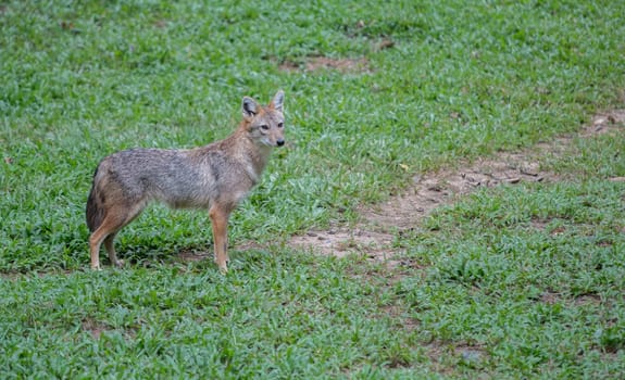 Brown or Golden or Asiatic jackal ( Canis aureus )