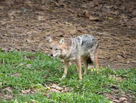 Brown or Golden or Asiatic jackal ( Canis aureus )