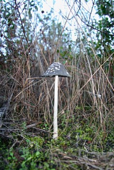 Coprinus picaceus or Magpie Cap Fungus, Extremadura, Spain