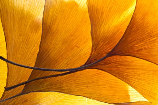 Gingko Autumn