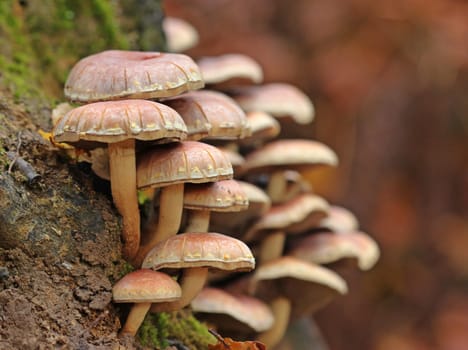 Brick Red Sulphur Head (Hypholoma lateritium)