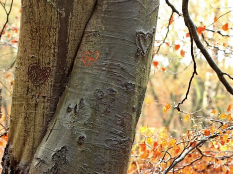Love tree in the jungle Sababurg