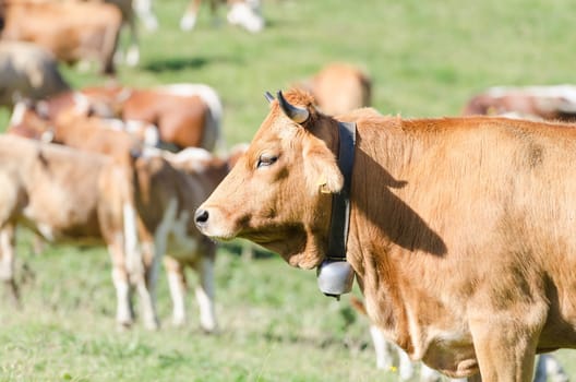 Head profile portrait of red ginger cow against herd of cattles grazing on sunny field