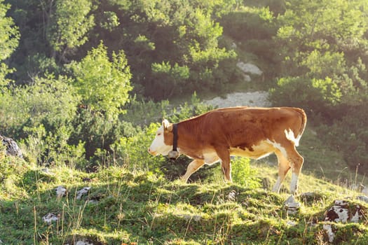 Red and white calf of Hereford breed cattle grazing on sunlit hillside of Alps. Toned and filtered photo with warm summer lighting.