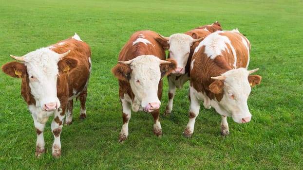 Group of young calves grazing on Alpine pasture with fresh green grass