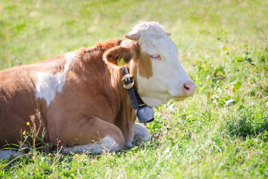 Purebred Hereford cow with bell lying on fresh green grass of Alps sunlight pasture meadow