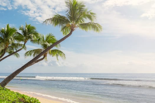 Tropical beach with palm trees