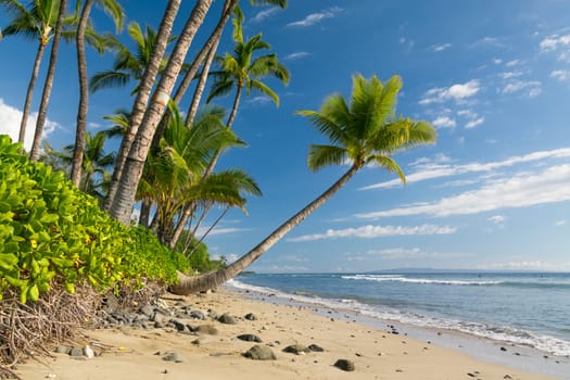 Tropical beach with palm trees