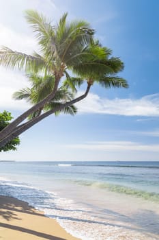 Tropical beach with palm trees