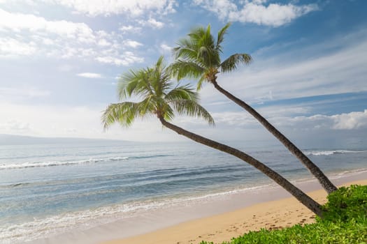 Tropical beach with palm trees