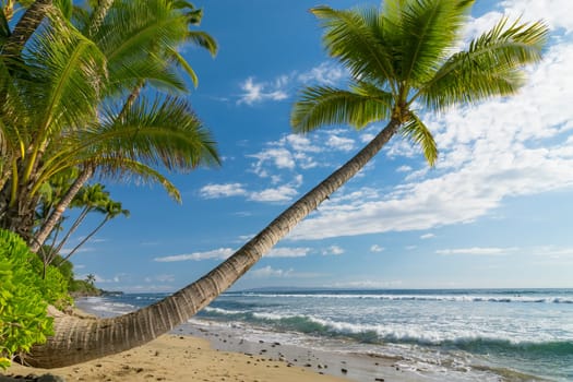 Tropical beach with palm trees
