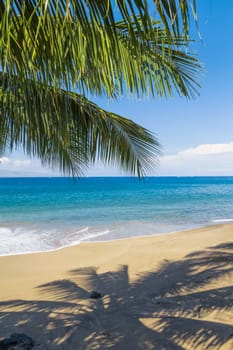 Tropical beach with palm trees