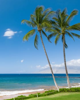 Tropical beach with palm trees