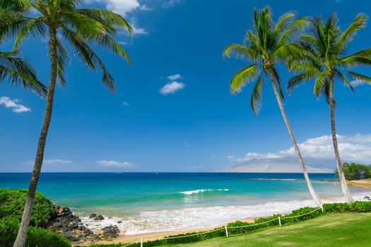 Tropical beach with palm trees