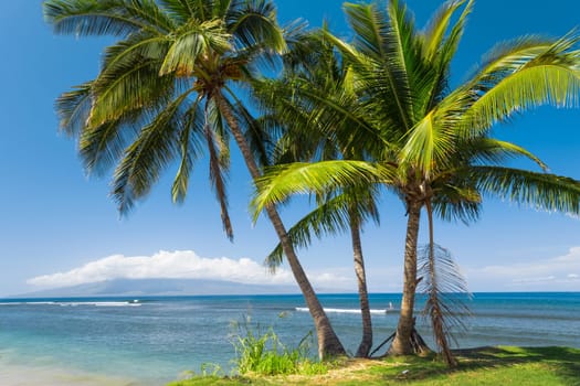 Tropical beach with palm trees