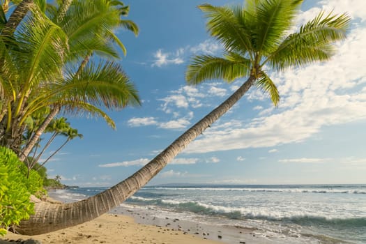 Tropical beach with palm trees