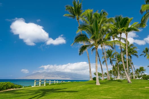 Tropical beach with palm trees