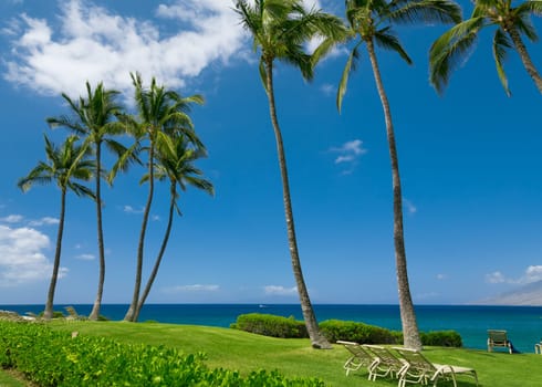 Tropical beach with palm trees