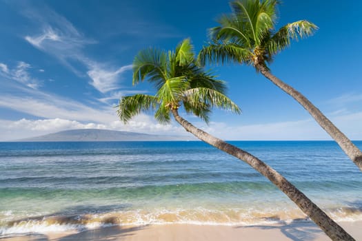Tropical beach with palm trees
