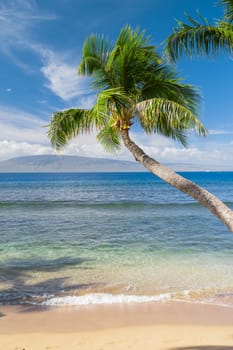 Tropical beach with palm trees