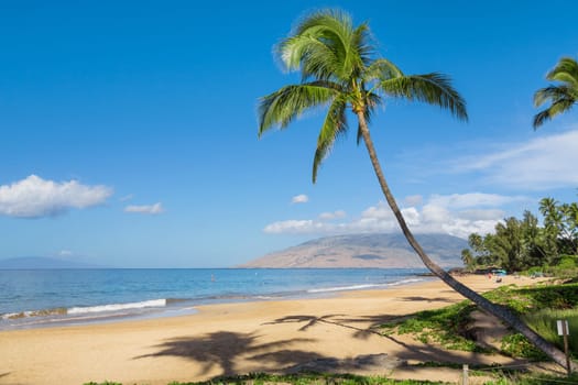 Tropical beach with palm trees