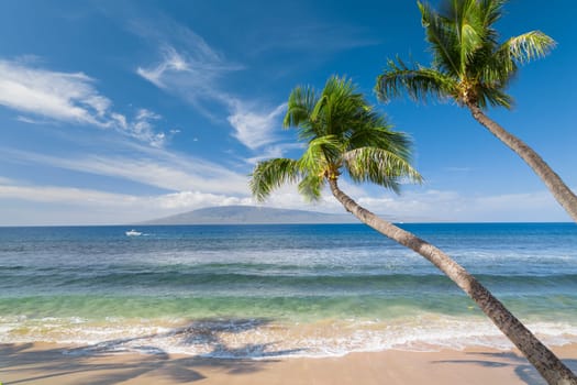 Tropical beach with palm trees