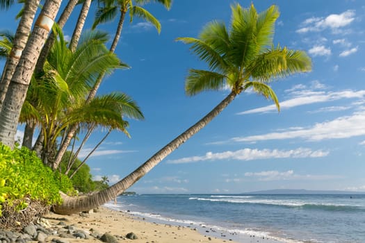Tropical beach with palm trees
