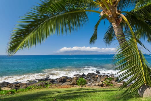Tropical beach with palm trees