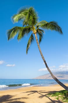 Tropical beach with palm trees