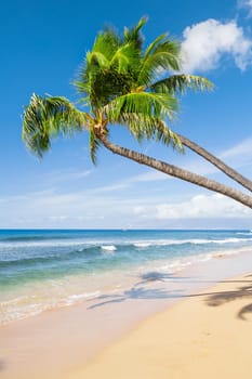 Tropical beach with palm trees