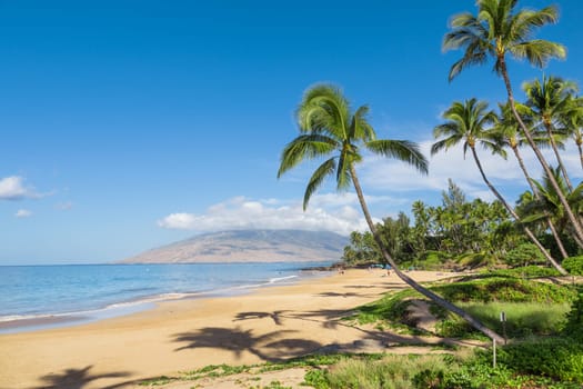 Tropical beach with palm trees
